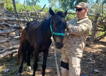Procedimientos rurales en San Juan: rescatan animales y avanzan con imputaciones