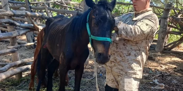 Procedimientos rurales en San Juan: rescatan animales y avanzan con imputaciones