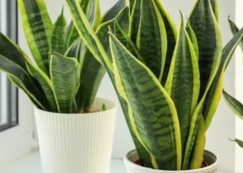 El truco simple para que la lengua de suegra crezca más rápido