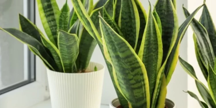 El truco simple para que la lengua de suegra crezca más rápido