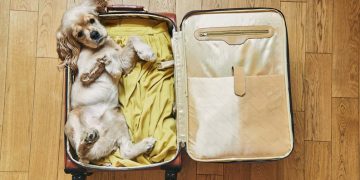 Las mascotas podrán viajar en trenes y micros de larga distancia: cuáles son los requisitos