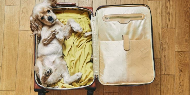 Las mascotas podrán viajar en trenes y micros de larga distancia: cuáles son los requisitos