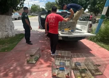 Liberan 41 aves que eran mantenidas ilegalmente en una vivienda de Albardón