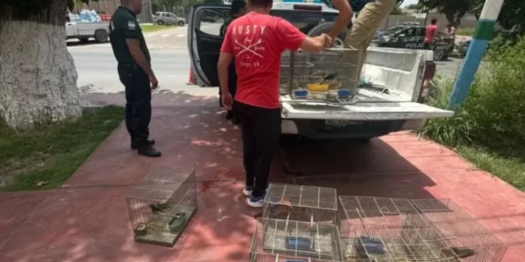 Liberan 41 aves que eran mantenidas ilegalmente en una vivienda de Albardón