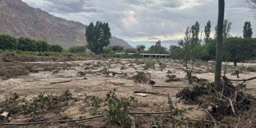 Relevan daños climáticos en uva, olivo y frutales en Zonda