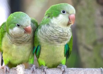 Recomendaciones para prevenir la enfermedad transmitida por aves