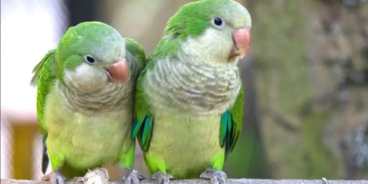 Recomendaciones para prevenir la enfermedad transmitida por aves