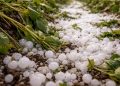 Activan el protocolo de ayuda para productores víctimas de granizo