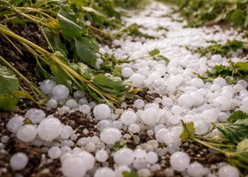 Activan el protocolo de ayuda para productores víctimas de granizo