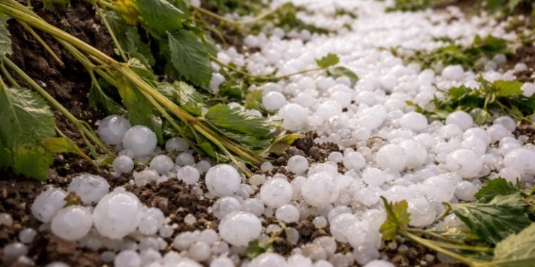Activan el protocolo de ayuda para productores víctimas de granizo