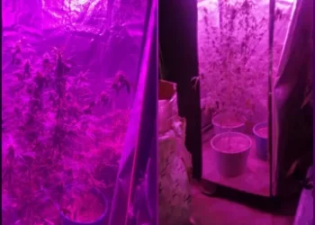 Un allanamiento por un arma robada derivó en el hallazgo de un cultivo de marihuana