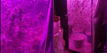Un allanamiento por un arma robada derivó en el hallazgo de un cultivo de marihuana