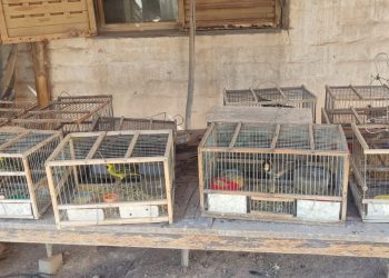 Rescatan 22 aves autóctonas por venta ilegal de fauna en Tupelí