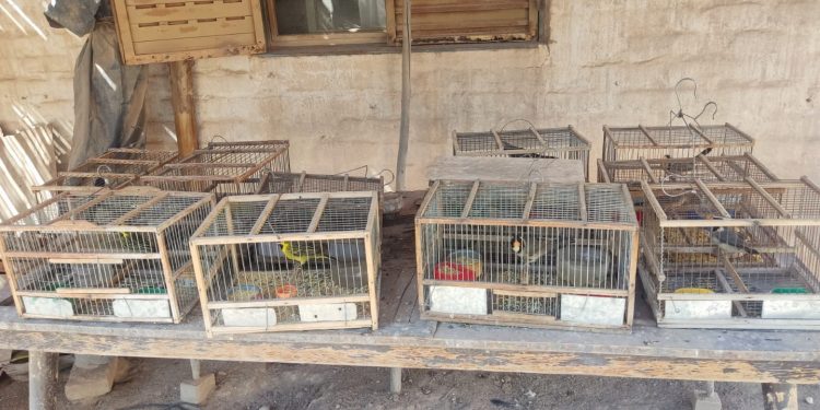 Rescatan 22 aves autóctonas por venta ilegal de fauna en Tupelí