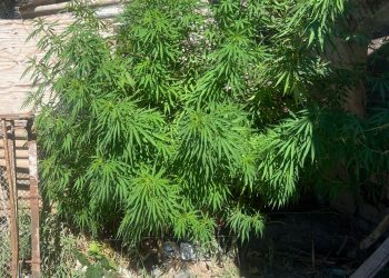 Intervención policial por violencia familiar derivó en un secuestro de drogas en San Juan