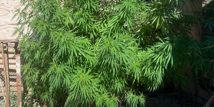 Intervención policial por violencia familiar derivó en un secuestro de drogas en San Juan