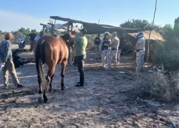 Desmantelan carreras clandestinas de caballos en Cochagual: hay seis detenidos