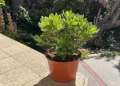 Las cinco plantas que soportan el calor extremo