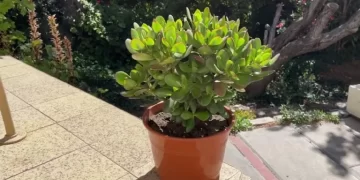 Las cinco plantas que soportan el calor extremo