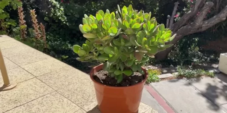 Las cinco plantas que soportan el calor extremo