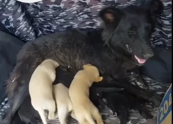 Conmovedor rescate en San Juan: salvaron a ocho cachorros atrapados en una alcantarilla