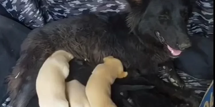 Conmovedor rescate en San Juan: salvaron a ocho cachorros atrapados en una alcantarilla