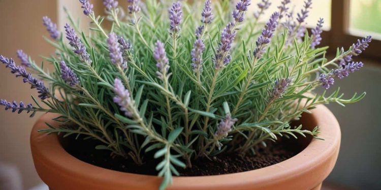 Verano sin marchitarse: las flores que resisten el sol y el calor extremo