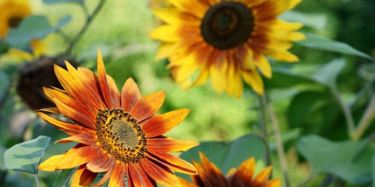 Cómo elegir plantas de exterior que requieren poca agua