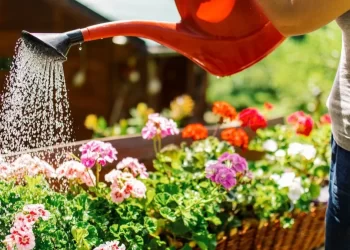 Cómo y cada cuánto regar las plantas en verano para evitar que se sequen