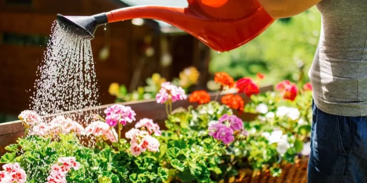 Cómo y cada cuánto regar las plantas en verano para evitar que se sequen