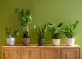 Las mejores plantas de interior para espacios sin luz directa