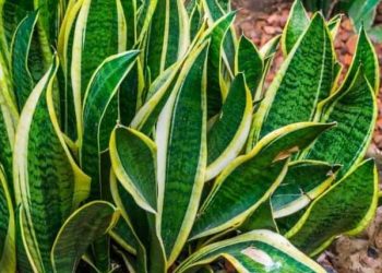 Plantas que cuidan tu salud: cuáles son las especies de interior que oxigenan y purifican el aire