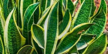 Plantas que cuidan tu salud: cuáles son las especies de interior que oxigenan y purifican el aire