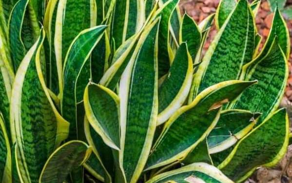 Plantas que cuidan tu salud: cuáles son las especies de interior que oxigenan y purifican el aire