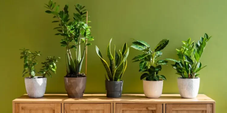 Las mejores plantas de interior para espacios sin luz directa