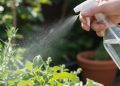 Rociar agua con vinagre en las plantas: para qué sirve