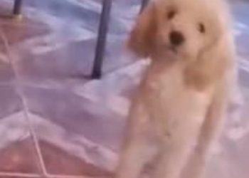 Ofrecen $500 mil de recompensa por “Laika”, una perrita perdida en Chimbas