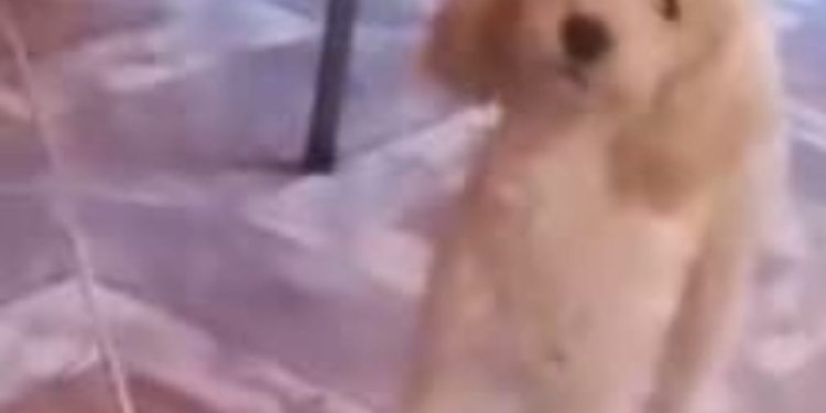 Ofrecen $500 mil de recompensa por “Laika”, una perrita perdida en Chimbas