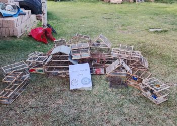 Rescatan 14 aves autóctonas, secuestran 26 plantas de cannabis y detienen a dos personas