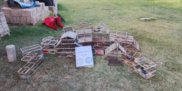 Rescatan 14 aves autóctonas, secuestran 26 plantas de cannabis y detienen a dos personas