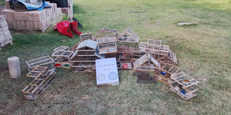 Rescatan 14 aves autóctonas, secuestran 26 plantas de cannabis y detienen a dos personas