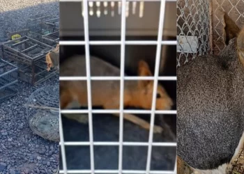 Allanamiento en Caucete por caza y tenencia ilegal: secuestran animales silvestres