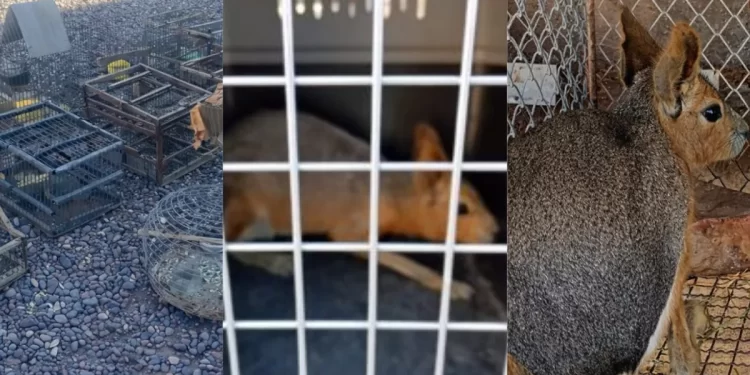 Allanamiento en Caucete por caza y tenencia ilegal: secuestran animales silvestres