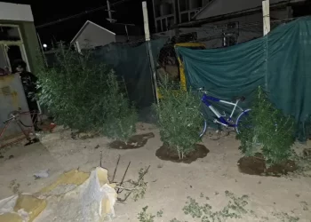 Pocito: un llamado por violencia terminó con el hallazgo de marihuana
