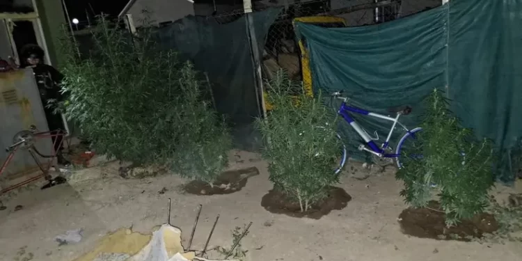 Pocito: un llamado por violencia terminó con el hallazgo de marihuana
