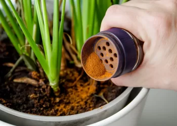 No la des por perdida: el truco con canela que puede revivir tus plantas en pocos días