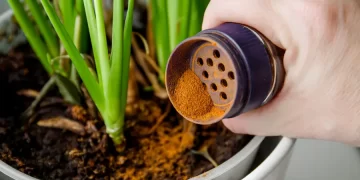 No la des por perdida: el truco con canela que puede revivir tus plantas en pocos días