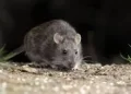 Murió un policía por hantavirus