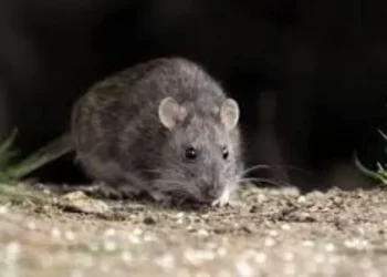 Murió un policía por hantavirus