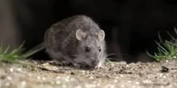 Murió un policía por hantavirus